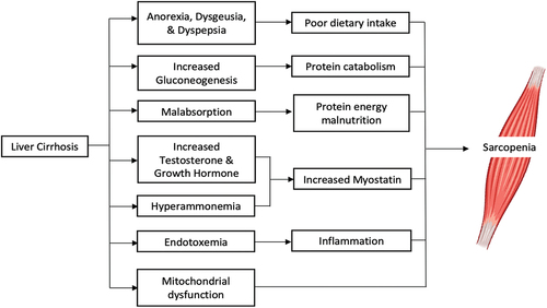 Figure 1. Main drivers of sarcopenia in patients with cirrhosis.