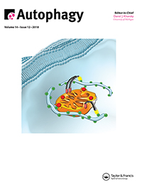 Cover image for Autophagy, Volume 14, Issue 12, 2018