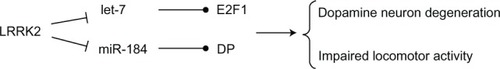 Figure 4 LRRK2 regulates the microRNA (let-7 and miR-184*) network.