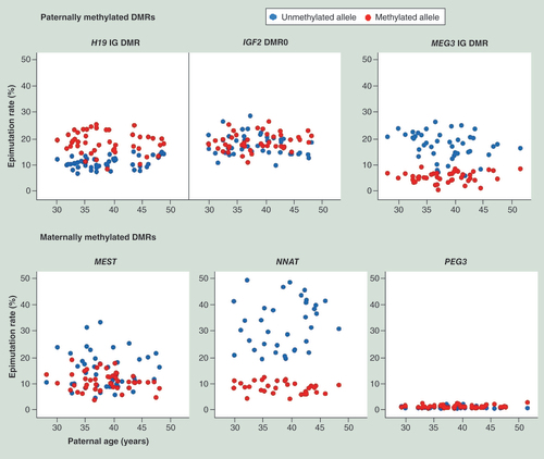 Figure 4.  Parental allele-specific epimutation rates of the paternally imprinted H19 IG DMR, IGF2 DMR0 and MEG3 IG DMR and the maternally imprinted MEST, NNAT and PEG3 DMRs in fetal cord blood samples.Blue and red dots indicate the epimutation rates on the unmethylated and methylated alleles, respectively, for a given gene and sample.