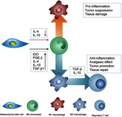 Figure 7 The anti-inflammatory mechanism of mesenchymal stem cells (MSCs). Anti-inflammatory cytokines released from MSCs suppress M1 polarization while induce M2 polarization. M2 polarization subsequently triggers the proliferation of regulatory T cells. The red arrow represents suppression while black arrow refers to promotion of the process.