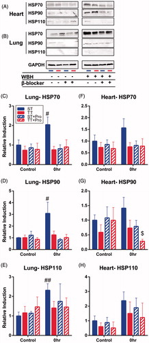 Figure 4. The induction of heat shock proteins is abrogated by propranolol in mice housed at ST after WBH. (A) Lung and (B) heart expression of Hsp70, Hsp90 and Hsp110 following 6 h of WBH with and without the β-blocker propranolol. (C–H) Densitometry quantifications of Hsp expression relative to unheated ST only, TT only, ST + propranolol, and TT + propranolol. #p < 0.05, ##p < 0.01 (heated ST vs. unheated ST control), $p < 0.05 (heated TT + propranolol compared to unheated TT + propranolol) by Student’s t-test; n = 3–4/experiment, each experiment was performed twice and combined.