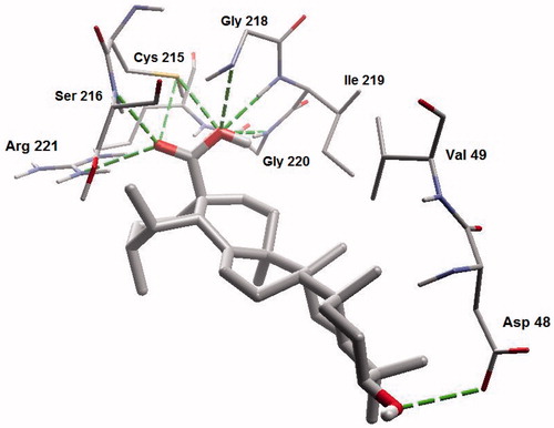 Figure 7. A closer view of ursolic acid bound to the active site of PTP1B.