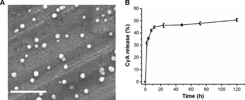 Figure 5 The morphology and drug release behavior of micelles.Notes: (A) Morphology of polymeric micelles determined by scanning electron microscopy (SEM). Scale bar represents 200 nm. (B) In vitro-release profile of CyA-loaded micelles at pH 7.2.Abbreviations: CyA, cyclosporine; h, hours.