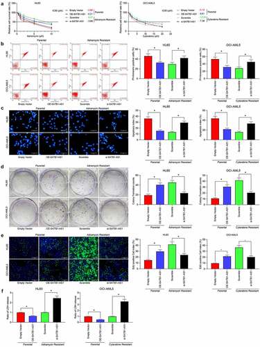 Figure 2. Downregulation of SATB1-AS1 mitigates the chemoresistance of AML cells in vitro. (a) The IC50 values of parental cells overexpressing SATB1-AS1 and of HL60/Adr and OCI-AML5/Cyt cells harboring silencing SATB1-AS1 measured by CellTiter-Glo assay. Adr (5 μM) was used to treat HL60 parental cells and resistant cells and 10 μM Cyt to treat OCI-AML5 parental cells and resistant cells, respectively. (b) Cell apoptosis tested by flow cytometry. (c) Hoechst 33,258 staining for cell apoptosis. (d) Cell proliferation evaluated by colony formation assay. (e) EdU staining for cell viability. (f) AML cell cytotoxicity evaluated by an LDH kit. Each assessment was done in triplicate with 3-time repetition to ensure minimum deviation; statistical data were measurement data, and described as mean ± standard deviation; one-way (panels b–f) or two-way ANOVA (panel a) was applied for multiple-group comparisons, followed by Tukey’s multiple comparisons test. * p < 0.05