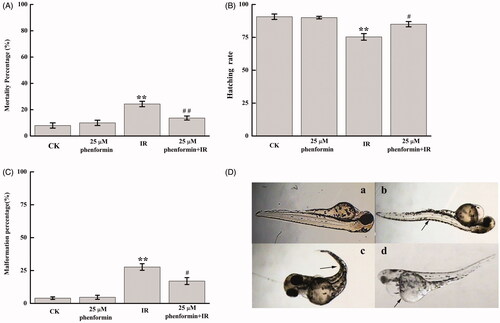 Figure 1. Phenformin pre-treatment reduced irradiation-induced mortality and malformation of zebrafish embryos. Treatment groups (control, phenformin alone, irradiation alone, phenformin plus irradiation) were compared for (A) mortality, (B) hatching rate, and (C,D) morphological abnormalities. Panel Da shows a typically developed control embryo for comparison. Common malformations included (Db) spinal column curvature, (Dc) tail curvature, and (Dd) pericardial oedema. **p < .01 vs. control group; #p < .05 vs. irradiation alone group, n = 3 independent replicates (100 embryos per replicate).