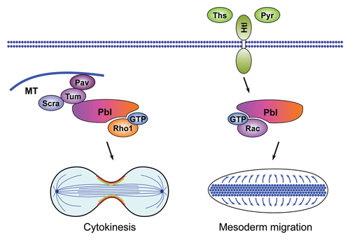 Figure 4 Context-dependent GTPase specificity of the RhoGEF Pbl. During cytokinesis Pbl interacts with the GTPase Rho1 to organize actin ring formation and contraction. In the Drosophila gastrula Pbl interacts with Rac GTPases to control lateral migration of mesodermal cells in response to a signal from the FGF-receptor Htl that is activated by the FGF ligands Pyr and Ths.