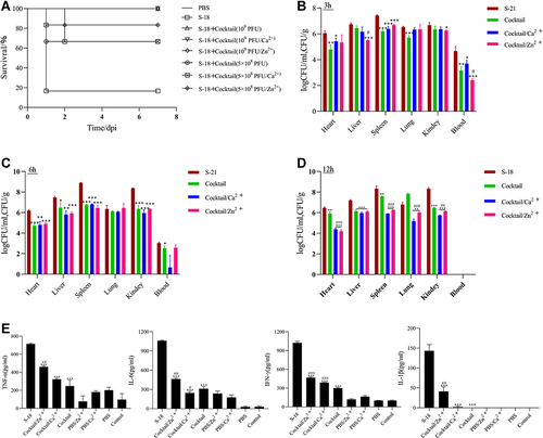 Figure 6 Protective effect of phage cocktail pretreatment in mice infected with MRSA S-18 strain. (A) Survival of mice were infected with MRSA S-18 treated with cocktail (1 × 109/5×108 PFU) alone, cocktail (1 × 109 /5×108 PFU) with 0.1mM Ca2+/Zn2+, and PBS. Bacterial abundances in different tissues from mice pre-treated with cocktail (1 × 109 PFU) alone or cocktail (1 × 109 PFU) with 0.1mM Ca2+/Zn2+ at 3h (B), 6h (C) 12h (D). (E) Levels of inflammatory cytokines in groups S-18, cocktail (1 × 109 PFU) alone, cocktail (1 × 109 PFU) with 0.1mM Ca2+ and cocktail (1 × 109 PFU) with 0.1mM Zn2+. Significant differences between the cocktail alone or cocktail with Ca2+/Zn2+ treatment groups and untreated groups were determined by ANOVA (* p < 0.05, ** p < 0.01, and *** p< 0.001). For the comparisons between the cocktail with Ca2+/Zn2+ treatment groups and the cocktail alone treatment groups, significance is indicated by ANOVA (#p < 0.05, ##p < 0.01, ### p < 0.001). Data are expressed as means ± SD from three independent experimental replicates (n = 3).
