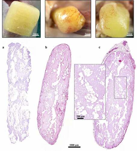 Figure 3. Histological and macroscopic images of 3D-bioprinted LAT after printing and 30 and 150 days in vivo. (a–c) The dimensions of the constructs were preserved and adipocytes survived in the grafts for (b) 30 and 150 days in vivo; however, the presence of adipocytes declined from days (a) 0 to (c) 150. The images were cropped and linearly adjusted for exposure and contrast.