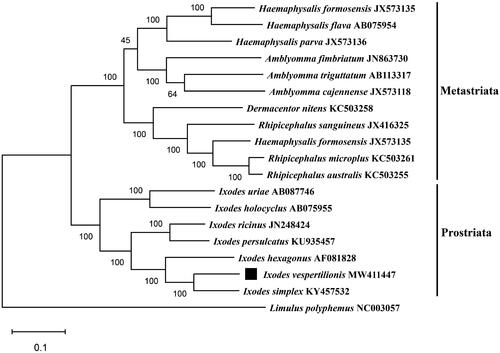 Figure 1. Maximum-likelihood (ML) phylogeny of 18 species of the family Ixodidae based on the 13 concatenated nucleotide sequences of protein-coding genes (PCGs), utilizing Tamura-Nei model and after 1,000 bootstrap replications. Limulus polyphemus (NC003057) was used as the outgroup. The black square sign represents the species in this study. Bootstrap support values are shown above the nodes.