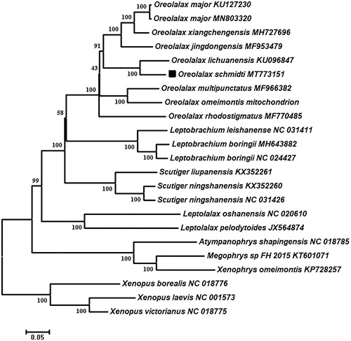 Figure 1. Neighbour-joining (NJ) phylogenetic tree based on all 13 combined mitochondrial protein-coding genes from 20 species. The numbers of internal branches are bootstrap values.