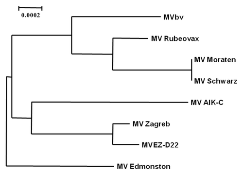 Figure 1. Phylogenetic analysis of MVbv. Sequences of different MV strains were aligned with ClustalW and a phylogram was generated by the neighbor-joining method using the parental MV Edmonston sequence as an out-group. The scale (0.0002) indicates the number of substitutions per nucleotide.