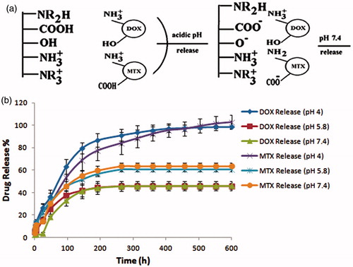 Figure 5. (a) Scheme of simultaneous loading of multiple anticancer drugs including doxorubicin (DOX) and methotrexate (MTX) on pH-responsive P(NIPAAm-MAA-DMAEMAQ)&MSNs&PECGC nanoparticles and (b) cumulative release of methotrexate (MTX) and doxorubicin (DOX) from DOX@MTX loaded pH-responsive P(NIPAAm-MAA-DMAEMAQ)&MSNs&PECGC nanoparticles at different pH (4, 5.8, and 7.4) 37 °C.