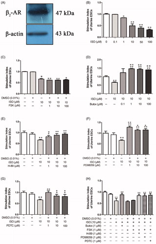 Figure 7. Effects of different drugs at different concentrations on the stimulation index of endometrial stromal cells (ESCs) from E5 pregnant mice. (A) β2-AR was expressed in primary endometrial stromal cells (ESCs). (B) ISO inhibited cell activity, and the suitable drug concentration was 10 μM. (C) FSK synergized with ISO to inhibit the proliferation of cells, and the suitable drug concentration was 1 μM. (D, E, F, G) Butox, H89, PD98059 and PDTC reversed the decrease in cell activity caused by ISO, and the suitable concentration for all drugs was 1 μM. (H) The activation of β2-AR inhibited the proliferation of ESCs mainly by activating the downstream ERK/MAPK signal through the cAMP/PKA pathway and inducing NF-κB signaling, thereby initiating apoptosis. *p < 0.05 and **p < 0.01 are used to denote significance compared with the control group, +p < 0.05 and ++p < 0.01 denote significance compared with the ISO-treated group.
