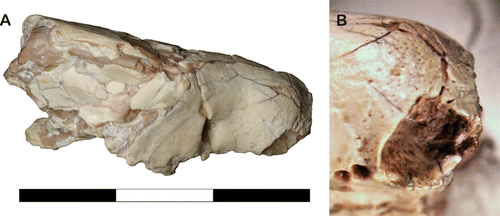 Figure 3 A, UF 27881 in right lateral view; B, close-up of the canine alveolus of UF 27881 in oblique lateral view, showing the surface foramina and deep alveolus. Scale bar equals 3 cm.