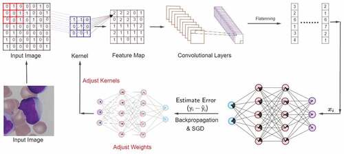 Figure 1. Architecture of Convolutional Neural Networks. Input images are at first, transformed into convolutional Layers. Each Feature Map in the Convolutional Layers is then flattened and forwarded to the NN. The Output Layer returns an estimated value of yi, i.e., yˆi. Then we estimate the error, backpropagate the error information through network, and adjust the weights as well as the kernels based on their contribution to the loss function L. The contribution to the loss is determined by mini-batch stochastic gradient descent. We repeat this process for a specific number of epochs/iterations until the loss function L is minimized.