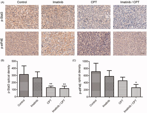 Figure 6. The effect of combined imatinib and CPT on the activities of STAT3 and eIF4E signalling pathway. (A) Immunohistochemistry staining of p-STAT3 and p-eIF4E on tumour tissues after the treatment of imatinib and CPT in each group. The positive staining was depicted in brown. (B) Semi-quantitative analysis of p-STAT3 staining through the image analyser. (C) Semi-quantitative analysis of the immunohistochemical staining of p-eIF4E through the image analyser. Scale bar = 50 µm. Average data were represented as the mean ± SD (n = 5). *p < 0.05 and **p < 0.01 denote significant differences compared with the control group.