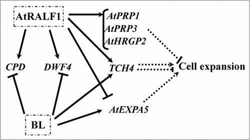 Figure 2. Schematic diagram of the AtRALF1 and BL gene regulatory network for cell expansion. Arrowed solid lines represent induction, and solid lines with bars at the end represent repression. Dashed lines represent the final effects of the actions of the genes in the cell expansion process. Dashed lines ending with arrowheads represent activation, and dashed lines ending with bars represent inhibition.