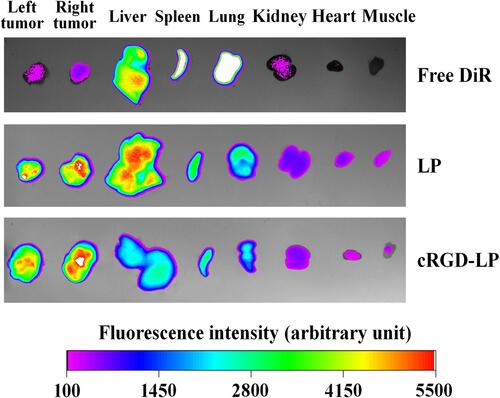 Figure 7 Ex vivo NIR fluorescence imaging of tumors and organs/tissues from the mice injected with DiR-loaded liposomes (cRGD-LP or LP) or free DiR. The tumors and organs were harvested at 72 h after the injection. The fluorescence images were obtained under the same imaging settings.