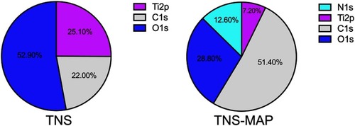 Figure 3 Surface chemical compositions of specimens examined by XPS.Abbreviations: XPS, X-ray photoelectron spectroscopy; TNS, titanium with nanonetwork structures; TNS-MAP, titanium with nanonetwork structures coated with mussel adhesive protein.