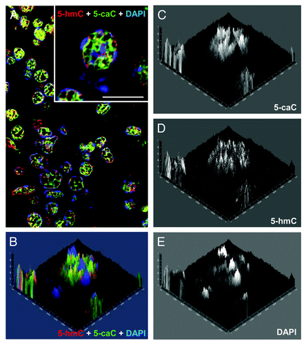 Figure 2. Both 5-hydroxymethylcytosine and 5-carboxylcytosine are distributed to the euchromatic regions in the nuclei of axolotl follicular cells. (A) Confocal image of a representative field of axolotl ovary stained with 5-hmC, 5-caC and DAPI. Merge view is shown. An inset shows the cells used for the analysis presented in (B-E) under higher magnification. Scale bar is 10 μm. (B-E) 2.5XD plot of 5-hmC, 5-caC and DAPI signal intensities of the inset in (A). Merge view (B) and single channel images (C, D and E) are shown.