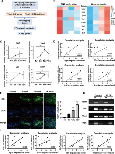 Figure 6 Identification of key DNA methylation-regulated genes associated with SS-related dry eye. (A) Flow chart of key gene screening. (B) The heatmap of methylation levels in promoters and expression levels of candidate functional genes related to SS-related dry eye. (C) Validation of the mRNA expression levels of candidate genes in LGs by qRT-PCR. n = 3 mice per group. One-way ANOVA and Tukey’s test were used for multiple comparisons. Values are represented by means ± SD. *p<0.05, **p<0.01, compared with 4-week-old group. (D) Correlation analysis between the expression levels of candidate genes and the lymphocyte infiltration in LGs. Spearman rank correlation tests were used. (E) Immunofluorescence labeling of DAPI and CD4 in LGs of the 4-, 8-, 12-, and 16-week-old groups. CD4 (upper panel, green), DAPI (middle panel, blue), and the merge (lower panel) are shown. Arrows show CD4+ cell infiltration lesions. **p<0.01, or ***p<0.001, compared with 4-week-old group. Scale bars = 20 μm. (F) Correlation analysis between the expression levels of candidate genes and the extent of CD4+ cell infiltration in LGs. Spearman rank correlation tests were used. (G) Representation of MSP for Icosl (n = 3), Irf4 (n = 3), Vav1 (n = 3) and Itgal (n = 3) in NOD mice with SS-related dry eye compared to 4-week-old mice without dry eye. Bands in lanes labeled “M” and “U” are PCR products amplified with methylation- and unmethylation-specific primers.
