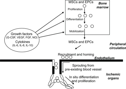 Figure 1 Schematic representation of neoangiogenesis promoted by circulating and bone marrow–resident stem cells.