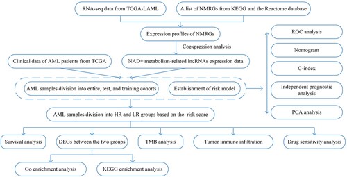 Figure 1. Flow chart of the study design. NMRGs, NAD+ metabolism-related genes; ROC, Receptor operating characteristic; PCA, Principal component analysis; HR, high risk; LR, low risk; DEGs, differentially expressed genes.
