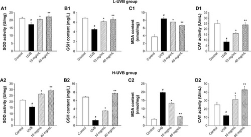 Figure 5 SOD activity (A), GSH content (B), MDA content (C), and CAT activity (D) of Saussurea tridactyla Sch. Bip.-derived polysaccharides.