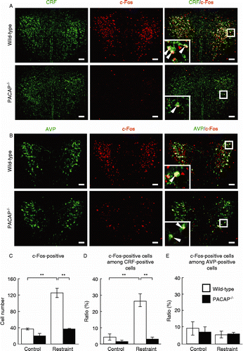 Figure 3.  Marked attenuation of restraint stress-induced c-Fos expression in CRF-positive PVN neurons in PACAP− / − mice. PACAP− / − and wild-type mice with and without restraint stress were subjected to double immunofluorescence staining for c-Fos plus CRF (A, C, and D) or AVP (B, C, and E). (A and B) Representative microscope images are shown. Insets, higher magnification images of the regions boxed. Arrowheads indicate double-positive cells. Scale bars, 50 μm. (C–E) The total number of c-Fos-positive cells (C), the fraction of CRH neurons that was c-Fos positive (D), and the fraction of AVP neurons that was c-Fos positive (E) were analyzed in PACAP− / − (closed bars) and wild-type (open bars) mice (n = 6–7 per group). **P < 0.01.