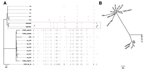Figure 2 Patterns of molecular variation in 18 strains of C. difficile RT027, including the three isolates in this study, the other five strains from the People's Republic of China and the ten from North America and Europe. (A) Annotation by RAST revealed several SNPs, which were significantly different between the strains obtained from Mainland China and North America and Europe. The symbol arrow indicates the four different SNPs between two isolates in this study. (B) Maximum-likelihood phylogenetic analysis of based on core genome SNPs which were grouped into three different clades. The previously described strains of fluoroquinolone-resistant C. difficile RT027 were clustered into two clades (FQR1 and FQR 2), whereas the isolates from Mainland China were classified into a third clade.