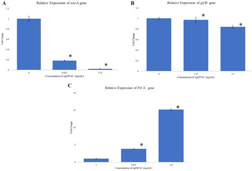 Figure 7. (A) The relative expression of eae a gene in E. coli, (B) gtf B gene in S. mutans and (C) Pel a gene in P. aeruginosa after being treated with SC-AgNPs. The samples were analyzed in triplicate and data were presented as means ± standard deviation. The fold change value of treated genes showed significant differences (p < 0.05) when compared to control (*).