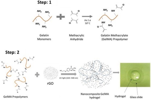 Figure 1 Schematic representation for the fabrication of nanocomposite GelMA hydrogel by UV crosslinking method.