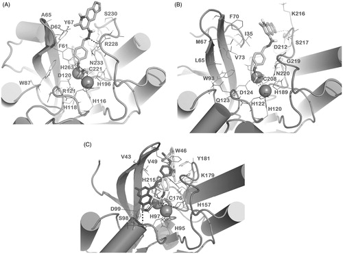 Figure 2. Docked pose of 1 (sticks) into VIM-2 binding site (A), NDM-1 (B) and IMP-1 (C) as found by HTD protocol. Regarding IMP-1, two representative clusters were reported: in light sticks the docked pose of the first cluster, in dark sticks the docked pose of the second cluster. The contacts established by 1 into the active sites of the enzymes are represented by dotted lines. Metal ions were represented by spheres. The numbering of NDM-1 is referred to Uniprot KB protein sequence F6IAY7, while the numbering of IMP-1 is referred to Uniprot KB protein sequence P52699. The contacts established by 1 into the active sites of the enzymes are represented by dotted lines. Metal ions were represented by spheres. The numbering of NDM-1 is referred to deposited Uniprot KB protein sequence F6IAY7. Nonpolar hydrogens were omitted for the sake of clarity. The pictures were generated by PyMOL (The PyMOL Molecular Graphics System, v1.6-alpha; Schrodinger LLC, New York, 2013).