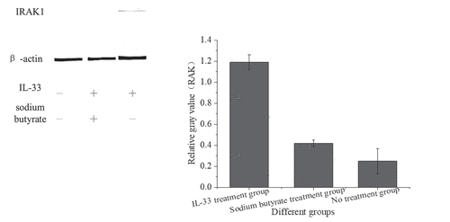 Figure 5. IRAK1 protein expression in HT-29 cells of different groups