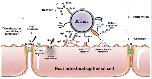 Figure 1. Virulence factors and their (confirmed or putative) role during adhesion to and invasion of host intestinal epithelia. Several S. suis adhesins (ApuA and SadP) have been reported to contribute to bacterial adhesion to unknown (?) or characterized (Gb3/CD77) host-cells receptors. The bacteria can proliferate upon degradation by ApuA of dietary α-glucans and use maltodextrin-specific transport (MalX) to uptake the maltodextrin products from the degradation of α-glucans. Secreted suilysin promotes S. suis invasion, possibly by damaging host epithelial barriers forming pore protein on the eukaryotic membrane cell. Surface-expressed proteins DppIV, Eno and Hp0197-heparinase promote binding and degradation to ECM components, such as fibronectin, plasminogen and GAGs, present between intestinal cells or underlying to the intestinal submucosa. Translocation of the intestinal epithelium may occur via paracellular route through the rearrange of TJ mediated by bacterial protease (PepD) and by activation of TLRs signaling which promotes the reduction of the expression of TJ components whose mechanisms remain to be confirmed. Other secreted or cell wall-anchored proteins (IgA1, SsnA and SspA) protect the bacteria against the mucosal immune response. Abbreviations: ECM, extracellular matrix; TLRs Toll-like receptors; TJ, tight junctions; GAGs glycosaminoglycans Sly, suilysin; Hyl, hyaluronidase; DppIV, peptidyl peptidases; Eno, enolase; ApuA, amylopullulanase; SadP, streptococcal adhesin P; Hp0197-heparinase GAGs-heparin binding; SspA, cell envelope proteinase; SsnA, (extracellular) DNA nuclease; Iga1, metallo-serine protease; CPS, capsule; PepD protease; Srt-pilus structure.