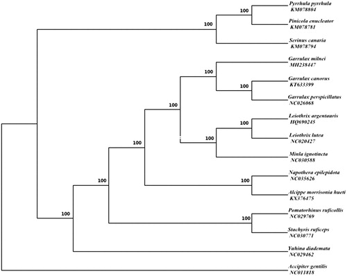 Figure 1. Bayesian phylogenetic inference (BI) trees of 14 species based on 12 protein-coding genes except for ND6 and the posterior probabilities are shown on the nodes. The accession numbers of 14 species are KM078804 (P.pyrrhula), KM078781 (P.enucleator), KM078794 (S.canaria), KT633399 (G.canorus), NC026068 (G.perspicillatus), HQ690245 (L. argentauris), NC020427 (L.lutea), NC030588 (M.ignotincta), NC035626 (N.epilepidota), KX376475 (A.M.hueti), NC029769 (P.ruficollis), NC030771 (S.ruficeps), NC029462 (Y.diademata), NC011818 (A.gentilis).