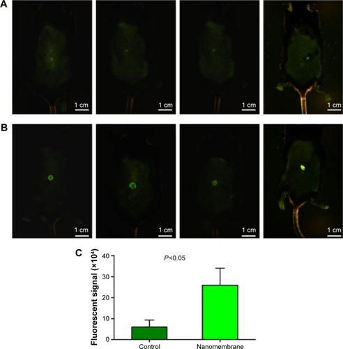 Figure 4 In vivo images of the GFP-MSCs on the mouse dorsal skin wounds.Notes: (A) Fluorescent signal of the GFP-MSCs in the control group at day 7; (B) fluorescent signal of the GFP-MSCs in the experimental group at day 7. Scale bar: 1 cm. (C) Fluorescent signal quantification: the average signal intensity in the control group was 6.00±2.84 (×104), whereas in the nanomembrane group, it was 25.97±6.98 (×104). P<0.05.Abbreviations: GFP, green fluorescent protein; MSCs, mesenchymal stem cells.