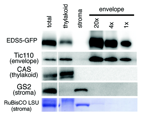 Figure 2. Immunoblot analysis of sub-chloroplast localization of EDS5-GFP. Chloroplasts isolated from 35S:EDS5-GFP plants were subfractionated into thylakoid membranes, stroma and envelope membranes. Fractions corresponding to 0.0065 mg chlorophyll were subjected to SDS-PAGE and immunoblotting analysis using anti-GFP (for EDS-GFP), anti-Tic110 (chloroplast envelope marker), anti-CAS (thylakoid membrane marker) and anti-GS2 (stroma marker) antibodies and anti-rabbit secondary antibodies. EDS5-GFP fusion proteins are specifically accumulated in the chloroplast envelope membranes.