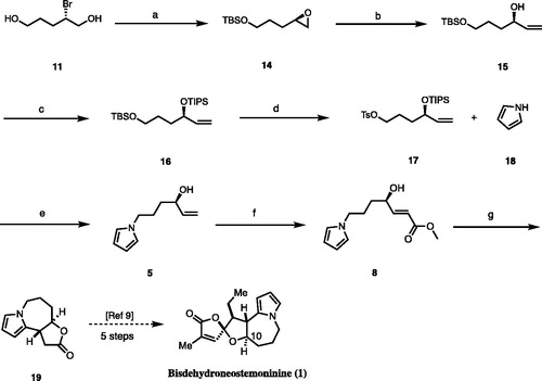 Scheme 3. The synthesis of intermediate (19). Reagents and conditions: (a) NaH, THF, 0 °C, 0.5 h, then TBSCl, 3 h, 54%. (b) Me3SI, LHMDS, THF, –10 °C, room temperature, 2 h, 89%. (c) TIPSOTf, Et3N, 0 °C, 1 h, 93%. (d) PPTS, THF, rt, 12 h and then TsCl, Et3N, 4-DMAP, THF, rt, 12 h, 45%. (e) NaH, DMF, 2 h, and then TBAF, overnight, 93%. (f) Grubbs (2nd) (5%), methyl acrylate, DCM, 40 °C, 24 h, 92%. (g) BF3 ether, DCM, 0 °C to rt, overnight, 57%.