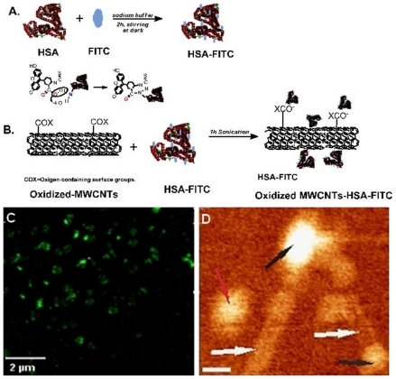 Figure 1 A) Illustration of the covalent labeling of HSA with FITC. B) The formation of oxidized MWCNTs–HSA–FITC. C) A typical fluorescent image of HSA–MWCNTs (100 mg/L): globular fluorescent CNTs corresponding to attached large molecules of fluorescent albumin are being observed. D) 140 ×120 nm AFM topographic image of HSA (black arrows) conjugated with MWCNTs (white arrows). The red arrow indicates the presence of an unconjugated HSA molecule. The scale bar represents 20 nm (bottom-right panel).Abbreviations: AFM, atomic force microscopy; FITC, fluorescein isothiocyanate; HSA, human serum albumin; MWCNTs, multiwalled carbon nanotubes.