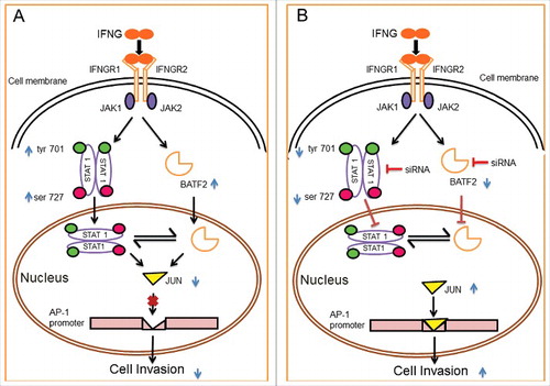 Figure 10. Schematic representation of the role of IFNG in regulation of HTR-8/SVneo cells invasion. Binding of IFNG to its receptors IFNGR1 and IFNGR2 lead to the phosphorylation of STAT1 both at tyr 701 and ser 727 residues followed by STAT1 homodimer, which enter into the nucleus. Treatment of HTR-8/SVneo cells with IFNG also leads to an increase in the expression of BATF2 both at the transcript as well as protein levels. Panel A depicts role of STAT1 and BATF2 in IFNG-mediated decrease in invasion of HTR-8/SVneo cells by regulating expression of JUN and also regulate each-other's expression. Panel B represents the increase in invasion of HTR-8/SVneo cells subsequent to IFNG treatment after silencing of both STAT1 and BATF2, respectively. The increase in invasion, subsequent to silencing of STAT1 and BATF2 may be due to the upregulation in the expression of JUN, which in turn promotes AP-1 transcription factor by binding to its promoter site thereby increases invasion of HTR-8/SVneo cells.
