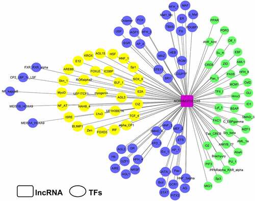 Figure 2. Transcriptional factor analysis of Lnc45. The potential transcriptional factors (TFs) of Lnc45 were analyzed via TRANSFAC database