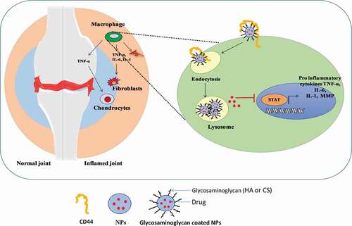 Figure 2. Diagrammatic illustration of the CD44 receptor mediated endocytosis of glycosaminoglycan coated nanoparticles by the activated macrophages or lymphocytes and the drug release