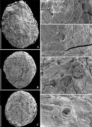 Figure 3. SEM images of Canrightiopsis intermedia gen. et sp. nov. Fruits, from the Early Cretaceous Famalicão locality, Portugal. A. Dorsal view of fruit with three stamen scars (numbered 1–3) on a slightly raised rim; position of stigma marked by asterisk (S174018; sample Famalicão 25). B. Dorsal view of fruit with three stamen scars (numbered 1–3) and a bract (b) attached to the basal part of the fruit (S174156; sample Famalicão 25). C. Fruit in partly ventral view with many openings in the epidermis of the fruit wall showing distribution of ethereal oil cells (S174004; sample Famalicão 25). D. Detail of fruit wall showing epidermal cells with wrinkled cuticle and stomata-like openings (S107700; sample Famalicão 25). E. Detail of fruit surface of holotype showing stomata-like openings (S174033; sample Famalicão 25). F, G. Details of fruit in figure (C) showing remains of resin in an abraded oil cell (F) and intact stomata-like opening over oil cell (G) (S174004; sample Famalicão 25). Scale bars – 500 µm (A–C), 100 µm (D–F), 20 µm (G).