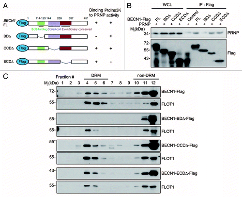 Figure 5. BCL2-binding domain of BECN1 is required for its interaction with PRNP and lipid rafts localization. (A) Schematic diagram of BECN1 domains and its deletion mutants. The binding ability to PRNP and the PtdIns3K activity of BECN1 and its deletions are summarized. (B) HEK293T cells were cotransfected with PRNP and either BECN1-flag (FL), BECN1−BDΔ-flag (BDΔ), BECN1−CCDΔ-flag (CCDΔ), or BECN1−ECDΔ-flag (ECDΔ) for 24 h. Cell lysates were analyzed with immunoprecipitation (IP) using anti-flag beads and immunoblotting using anti-PRNP and anti-flag antibodies. (C) SH-SY5Y cells were transfected with BECN1 or its mutant for 24 h and cell homogenates were subjected to sucrose gradient ultracentrifugation and western blotting as described in Figure 4A. WCL, whole cell lysate.