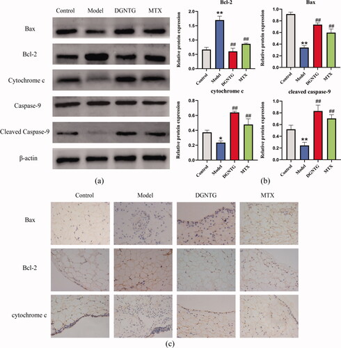 Figure 4. The effect of DGNTG on protein levels associated with mitochondrial apoptosis in rat synovial tissue. (a) Western blotting results of Bax, Bcl-2, cytochrome c, caspase-9, cleaved caspase-9 and β-actin in the synovial tissue of AA rats. (b) The relative expression of Bax, Bcl-2, cytochrome c and cleaved caspase-9 proteins. (c) Immunohistochemistry staining of Bax, Bcl-2, and cytochrome c of rat synovial tissue (400× magnification). Data are presented as the means ± SD. n = 3. *p < 0.05 and **p < 0.01 vs. control group, #p < 0.05 and ##p < 0.01 vs. model group.