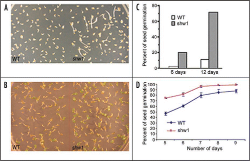 Figure 2 The shw1 Mutants are Less Responsive to ABA. (A) Six-day-old constant dark grown seedlings in the presence of 1 µM ABA. (B) Six-day-old constant WL (30 µmol m−2 s−1) grown seedlings in the presence of 1 µM ABA. (C) Quantification of rate of seed germination in dark grown wild type (Col) and shw1-1 mutant seedlings in the presence of 1 µM ABA at various days. (D) Quantification of rate of seed germination in constant WL (30 µmol m−2 s−1) grown wild type (Col) and shw1-1 mutant seedlings in the presence of 1 µM ABA at various days.