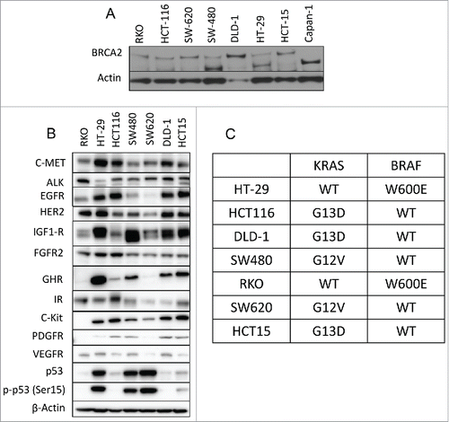 Figure 2. Expression of BRCA2 and receptor tyrosine kinases in CRC cell lines. (A) Western blot analysis of BRCA2 protein expression levels in a panel of 7 CRC cell lines compared with the Capan1 pancreatic cell line that lacks BRCA2 expression. (B) Western blot analysis of RTKs protein expression levels in CRC cell lines. (C) KRAS and BRAF mutation status of the 7 cell lines used in this study.