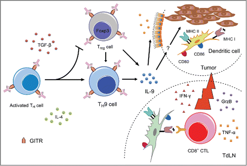 Figure 1. A schematic illustration of TH9 cell-mediated antitumor immunity induced by GITR co-stimulation. GITR triggering inhibits iTreg cell generation and promotes TH9 cell differentiation. IL-9 production triggers epithelial cells to chemoattract DCs into the tumor and enhances the cross-presentation and costimulatory capacity of the tumor-infiltrating DCs. These tumor-Ag-crosspresenting DCs then potentiate tumor-specific CD8+ CTL responses, thereby facilitating tumor regression.